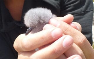 save-our-seabirds
