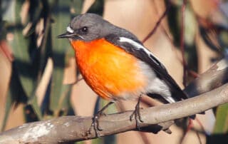 flame-robin