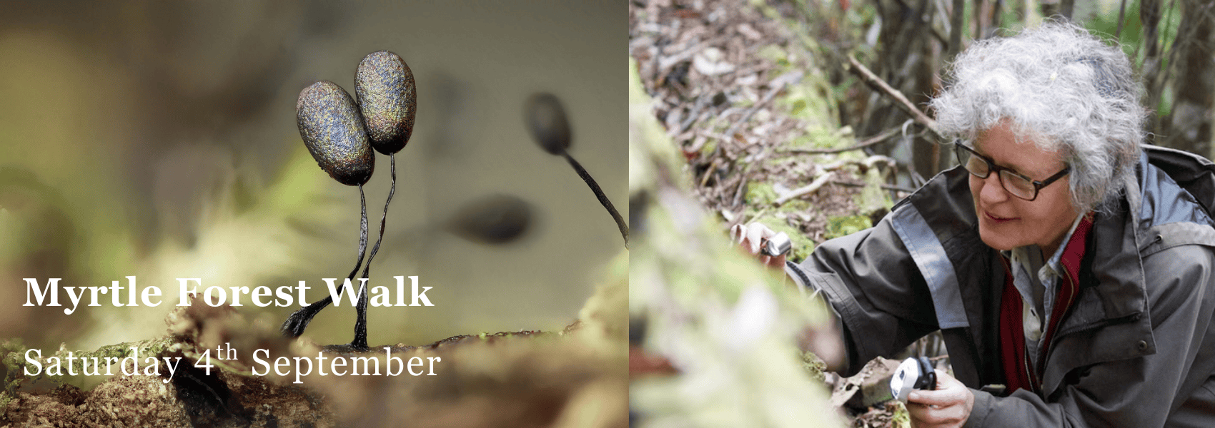 Excursion – Myrtle Forest Walk