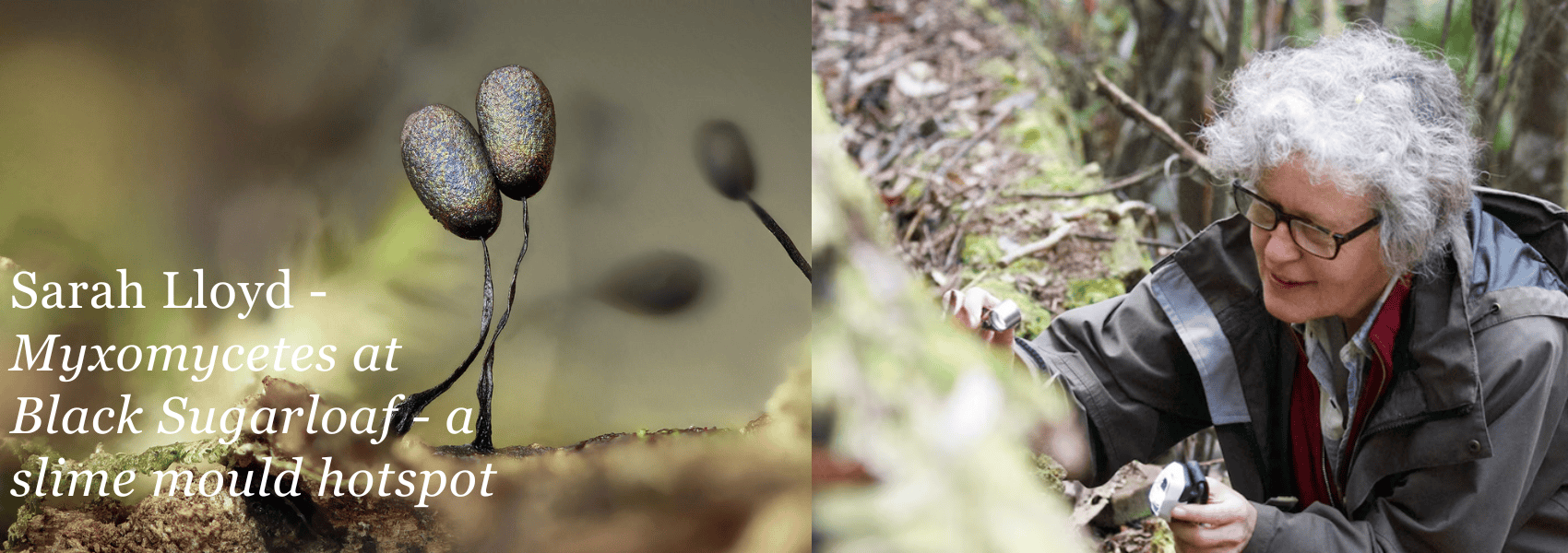 Sarah Lloyd – “Myxomycetes at Black Sugarloaf – a slime mould hotspot”