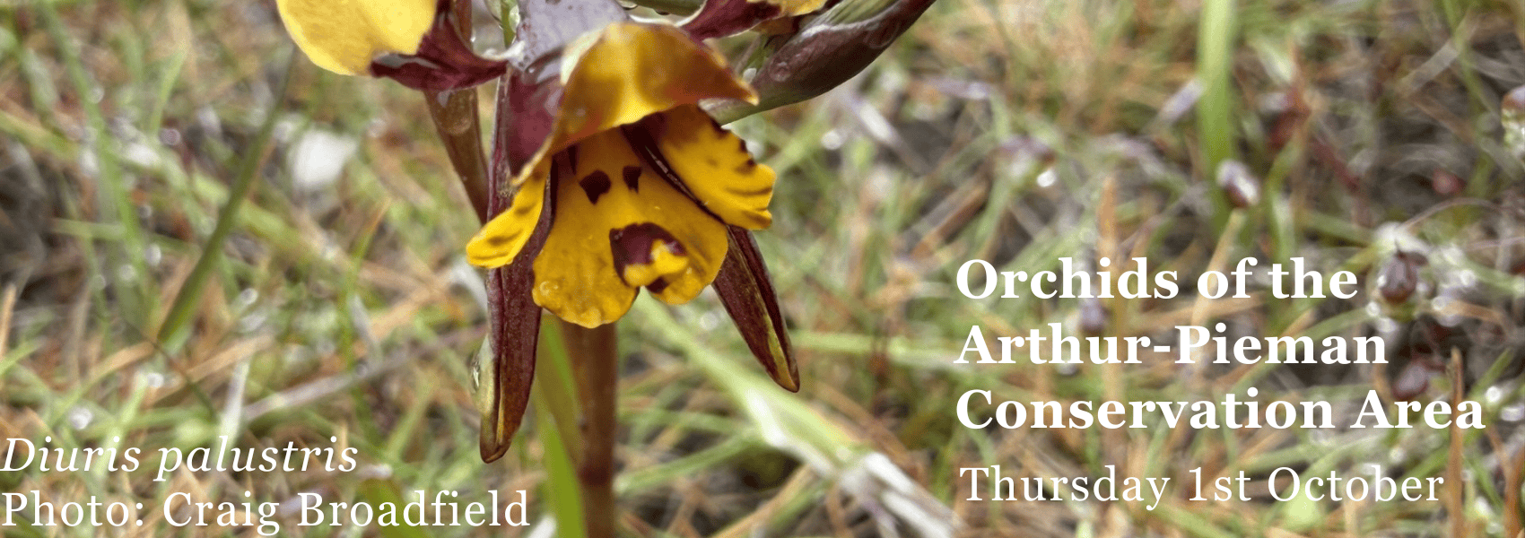 Craig Broadfield – Orchids of the Arthur-Pieman Conservation Area